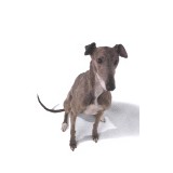 Greyhounds Only Inc - Other in Carol Stream