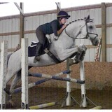 Infinity Sport Horse - Other in Hampshire