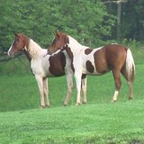 Stone Tavern Farm LLC - Other in Roxbury