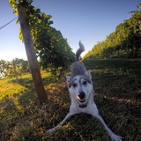 Tug Hill Vineyard - Other in Lowville