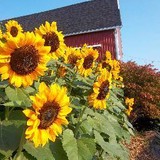 Cobble Creek Farm - Other in Spencerport
