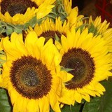 Hamilton Flower Shop - Florists in Hamilton