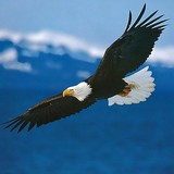 Eagle Exteriors Roofing Specialist - Roofing in Rochester