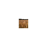 Wheatland Court Clerk - Other in Scottsville