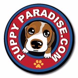 Puppy Paradise - Pet Groomers in New York