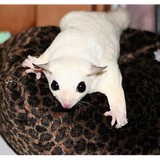 Everything Pets - Pet Stores in Albany