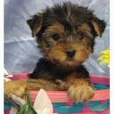 A World of Pups - Pet Groomers in New York