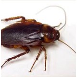 Ej Pest Control - Pest Control in New York