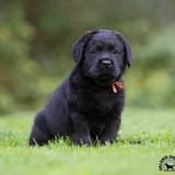 Wiscoy Labradors - Other in Eden