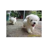 Piccolo Puppies - Pet Stores in New York