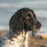 Island Pet Lodge Inc - Other in Grand Island