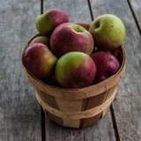 Fishkill Farms Apple Orchard - Other in Hopewell Junction