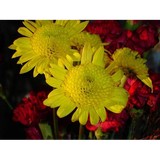 Salmon Creek Nursery - Other in Brockport