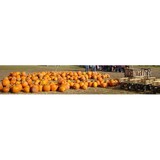 Stokoe Farm Trees LLC - Other in Scottsville