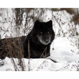 Wolf Mountain Nature Center In - Other in Smyrna