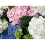 Nelly's Flower Shop - Florists in New York