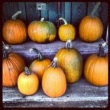 Jackson's Farm - Other in Endicott