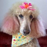 Clip-N-Cuddle Grooming Salons - Pet Stores in Webster