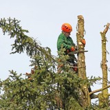 Oakes Tree Service - Other in Brockport