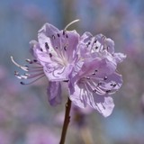 Brooklyn Botanic Garden Events - Botanical Gardens in New York