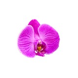 Scarlet Flowers Inc - Florists in New York