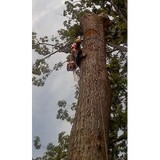 Choice Tree Care - Tree Services in Binghamton