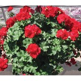 Nanticoke Gardens - Other in Endicott