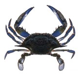 Brooklyn Crab - Seafood in New York