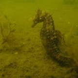 Good Life Divers - Other in Oyster Bay