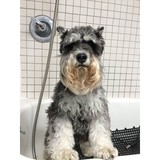 Barrie Inn - Animal Boarding/Pet Boarding in Woodmere