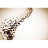 Desandis William L DC - Chiropractors in Rochester