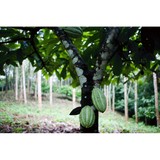 Seeds of Nature - Alternative Medicine in New York