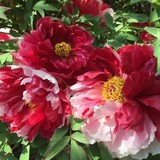 Anne Tarasoff Interiors - Interior Design in Port Washington