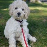Gold Coast Labradoodles Ltd - Other in Syosset