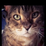 Gold Coast Tag Sales, Inc - Other in Seaford