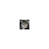 Humane Society Of Port Jervis-Deer Park Inc - Other in New York