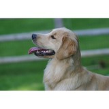 Gaylan's Golden Retrievers - Other in New York