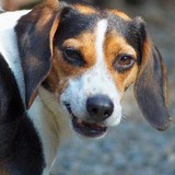 Canine Behavioral Consultants - Other in New York
