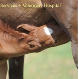 Herbert Burns Vmd - Veterinarians/Vets in New York
