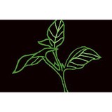 Sweet Basil Thai House - Restaurants in New York