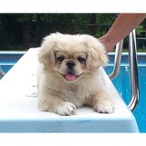 A Prancing Paws Pet Sitting - Pet Stores in New York
