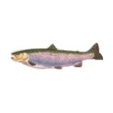 www.yankeeangler.com - Other in New York