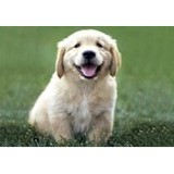 The Pup Culture - Pet Stores in New York
