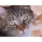 Spring Farm Center Alternative Resource Education Sancuary Inc - Other in New York