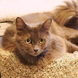 Pet Pride of New York Inc - Other in New York