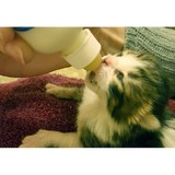 Niagara County Spca - Other in New York