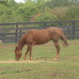 Pleasant View Farm LLC - Other in New York