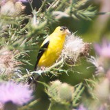 Bucks County Audubon Society - Other in New Hope