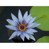 Nature's Aquatics-Susan J Wahl - Other in Baden