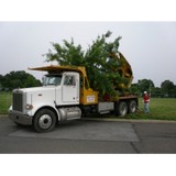 Tri-Color Tree Transplanting - Tree Services in West Chester